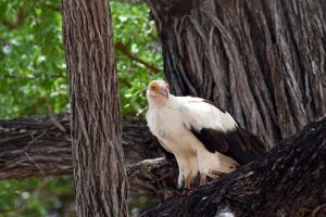palmnut vulture