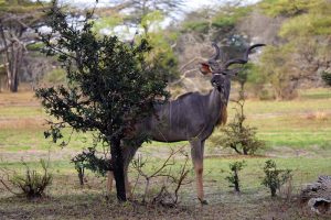 magnificent male greater kudu