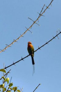 another pretty bee-eater, the bohms bee-eater