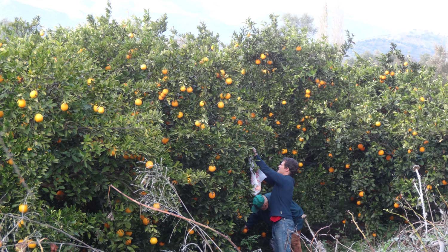 also in Turkey we meet so many friendly people - Jon has to join this man to pick some fresh oranges
