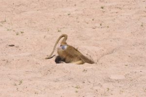 a yellow baboon making use of the hole dug by an elephant in a dry riverbed for drinking