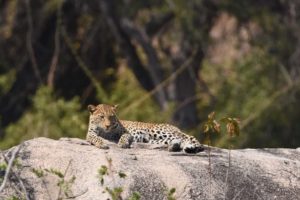 a female leopard relaxing on a rock in Ruaha NP