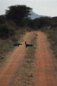 on the way back to the lodge we come across these two honey badgers!