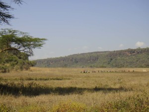 the peloton disappearing into the distance in Lake Nakuru NP
