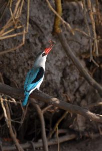 mangrove kingfisher with a catch (crab) - very exciting as it was the first time we saw one