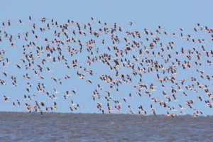 lots of flamingos taking off
