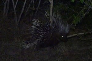 our night visitor - a crested porcupine! The first time we had a good look at one, the previous 2 times we saw one were glimpses (once in Kenya and once in Zambia)