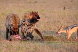 the two young, male hyenas quickly trying to eat as much as they can. The little jackal manages to snatch bits of the kill too.