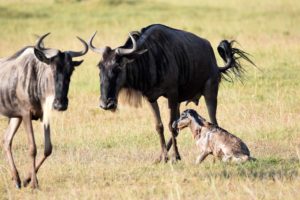 a baby wildebeest is born
