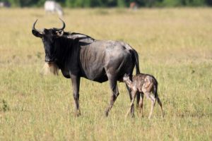 baby wildebeest has his first drink