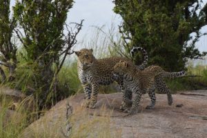 A leopard with her 5-month old male cub, we were very lucky to spend some time with them all alone