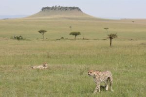two cheetah brothers in the Serengeti