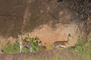 a family of klipspringers on the lookout for predators