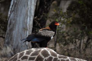 a bateleur is one of the first birds on the dead giraffe