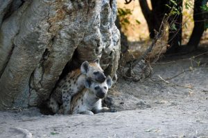 two young hyenas in their den