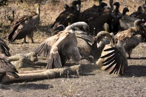 vultures fight a lot to determine the pecking order