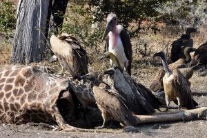 many vultures and storks waiting for a piece of the giraffe
