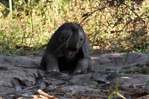 this young elephant was learning how to use his trunk, he was throwing it around a long time
