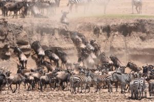 wildebeest and zebras leave the bank of the river after an unsuccessful attempt at a crossing