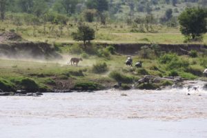 but a little later they do decide to cross in pretty much exactly the same spot and not long after they start crossing the lioness makes her appearance and panic breaks out