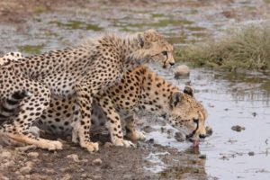 cheetah and her older cub coming for a drink