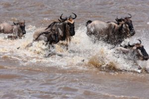 wildebeest crossing the Mara River during the migration as they head up north this time in search of greener pastures on the other side of this dangerous river
