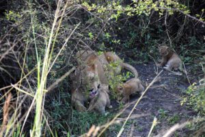 mum looking after her three cubs, away from the main pride to keep them protected