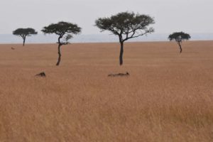 this is how tall the grass is, you can hardly see the wildebeest! It is also very easy terrain for a predator to hide...