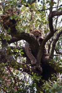 this beautiful leopard was having a snooze