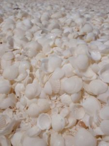 the entire beach is made up of these tiny, bright white shells