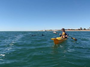 the dolphins are curious and follow us on the kayaks for a while 