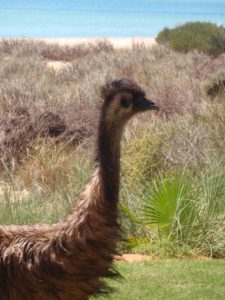 several emus walk into the gardens