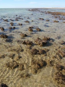 the amazing, but boring stromatolites (oldest living organism on the planet)
