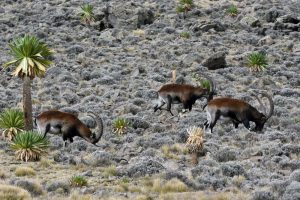 three old male walia ibex gently grazing in the Simien Mountains