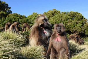 grooming session of the gelada monkeys