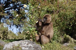 occasionally the gelada monkeys also eat flowers