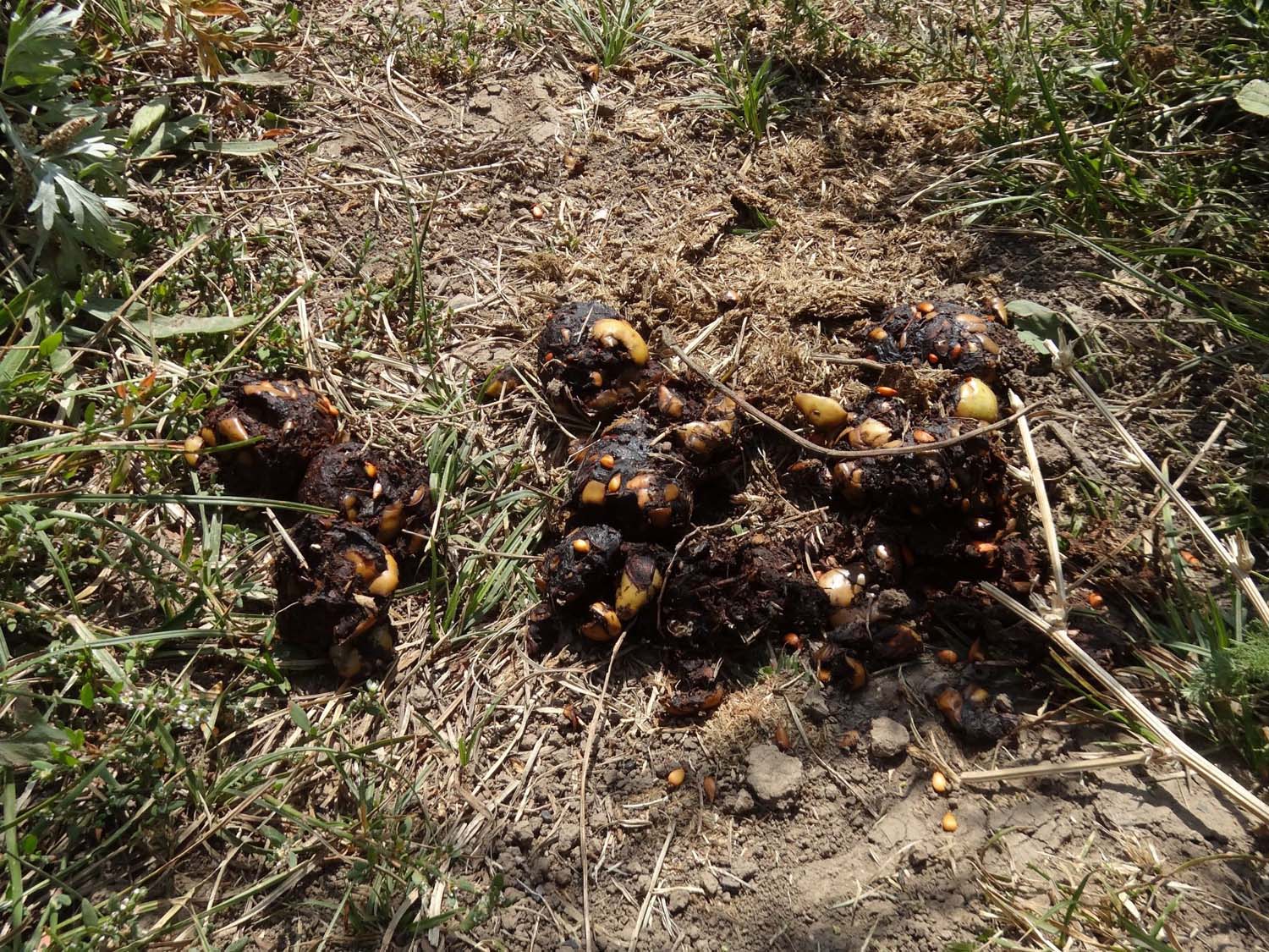 bear poo - the closest we would get to them. There was lots of poo around