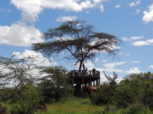 lunch on top of a platform overlooking a waterhole