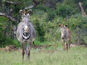 Grévy's zebras, so pretty and quite rare
