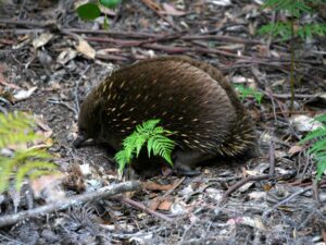 a cute echidna on the walk to the South Cape