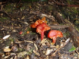 funky coloured mushrooms