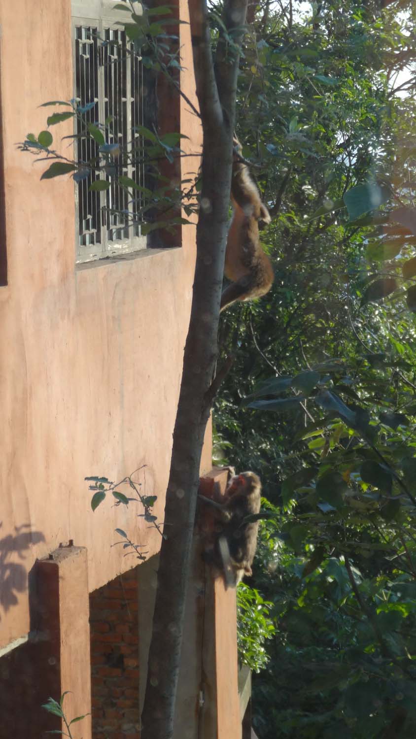 cheeky monkeys trying to break in