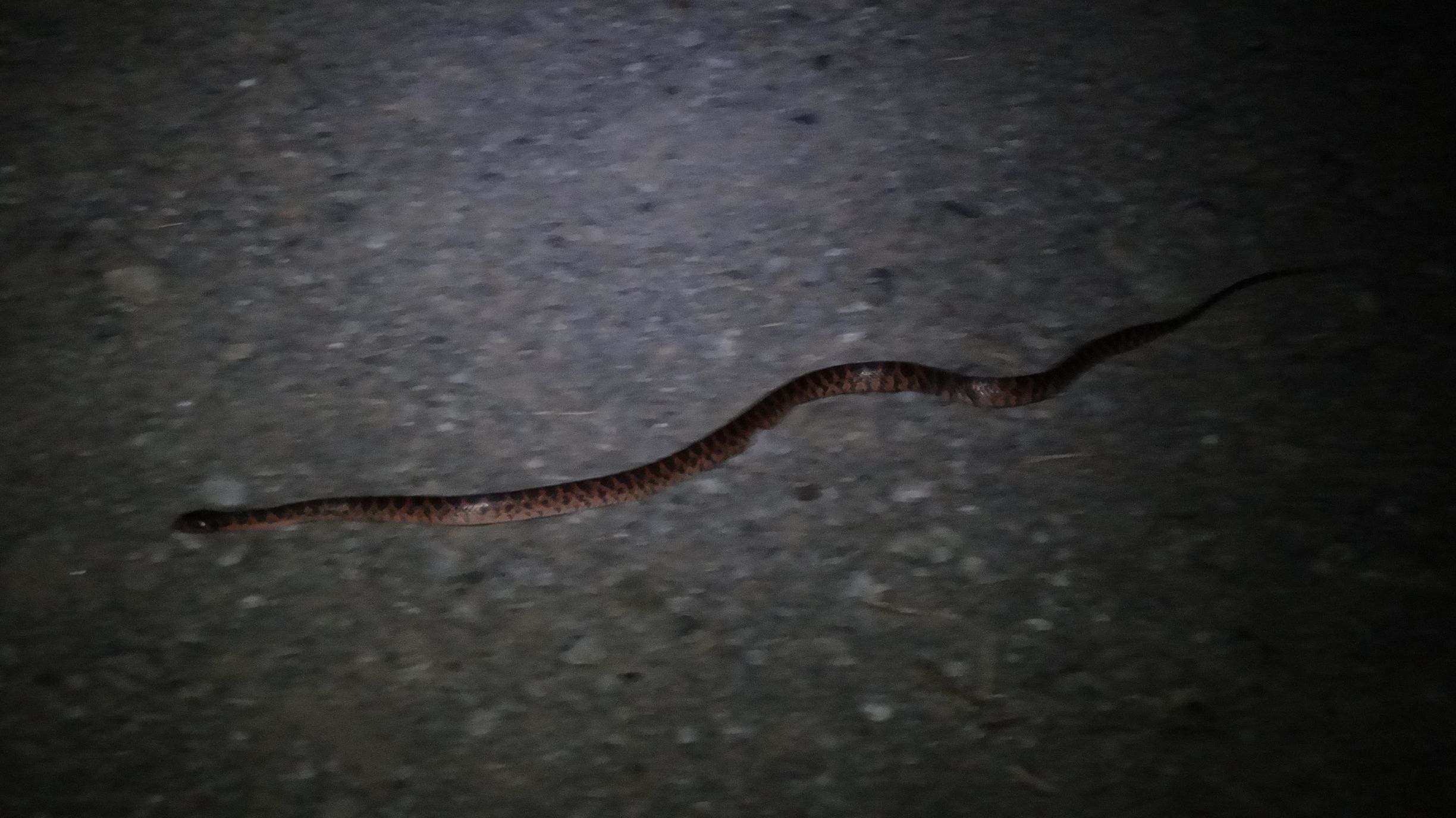 one of our night time land snakes, they were everywhere!
