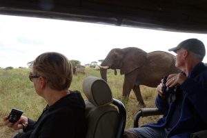 elephants come to say hello to Nico and Riet in Tarangire NP