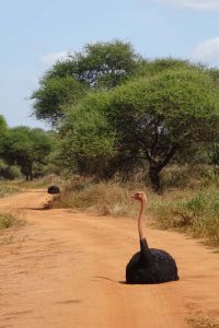 ostriches snoozing in the middle of the road