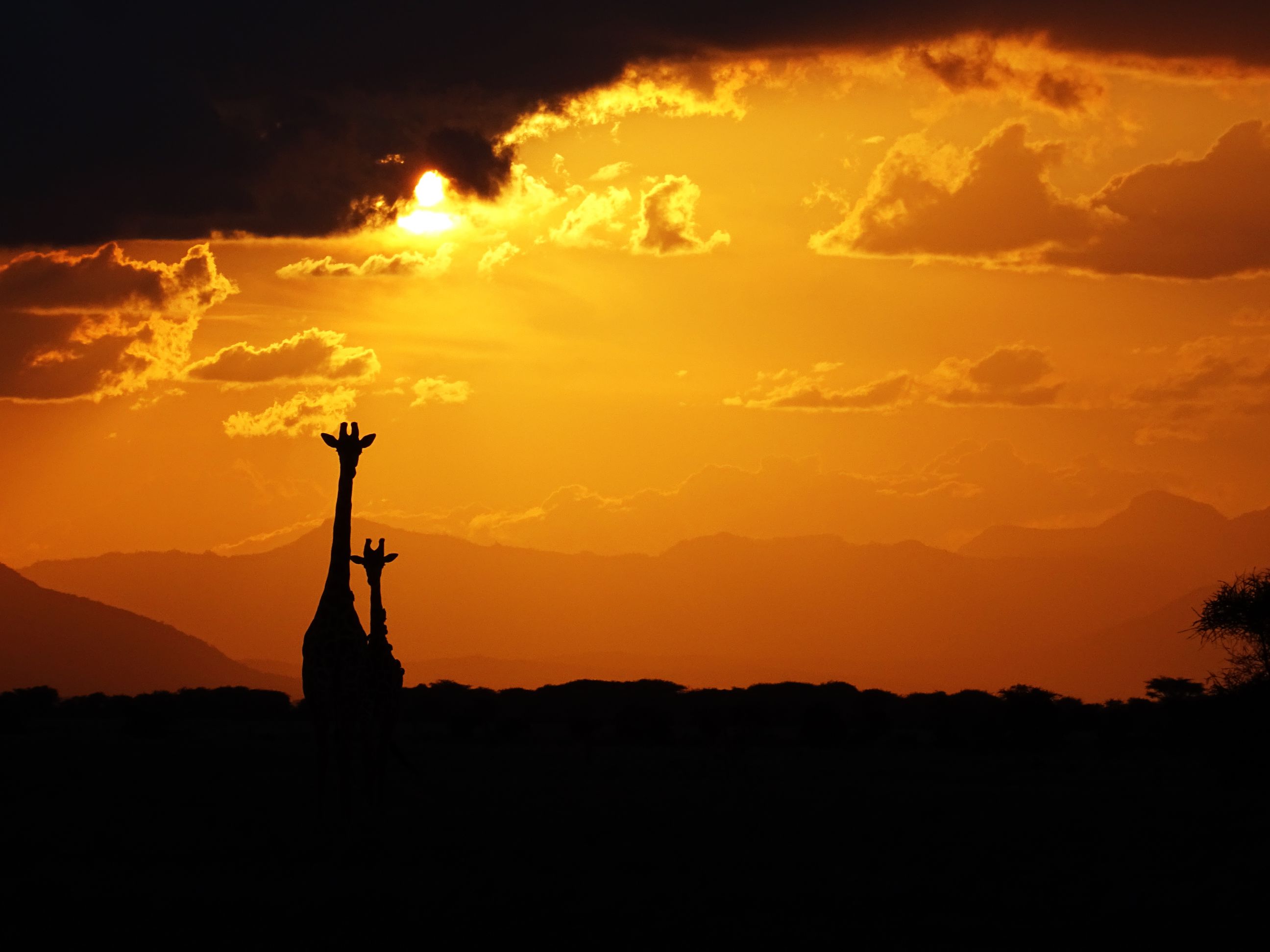 mum and baby giraffe in the setting sun (Tsavo East)