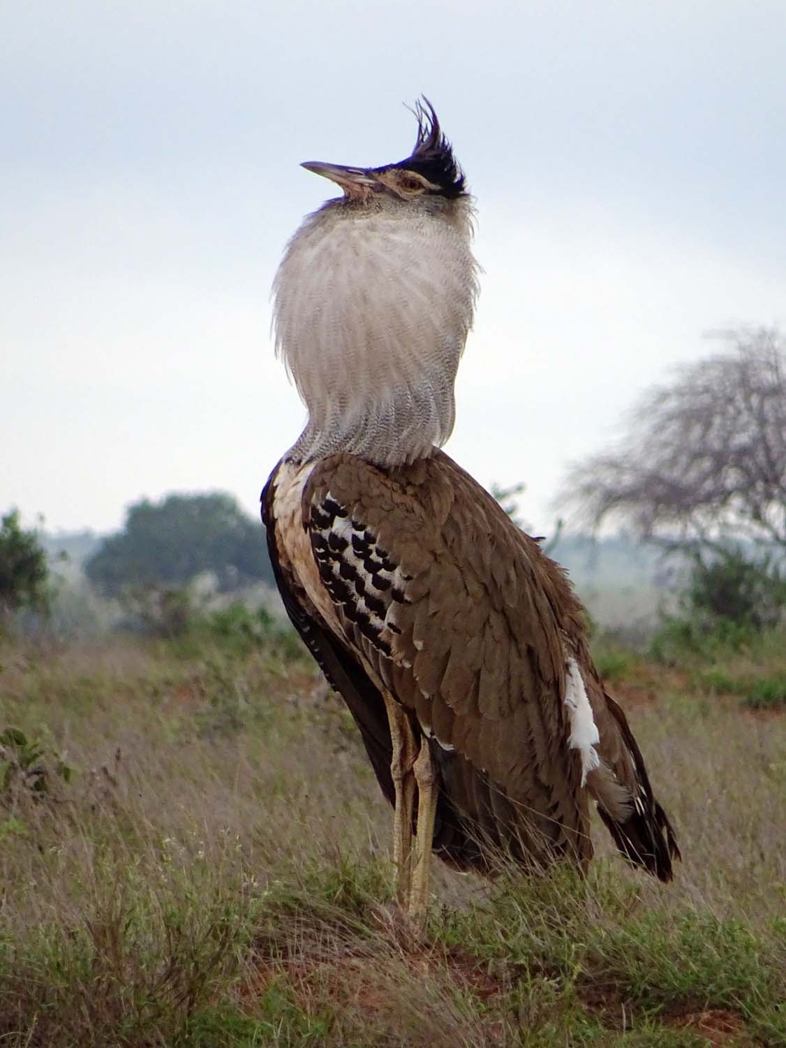this is a male kori bustard during his mating call (Tsavo East)