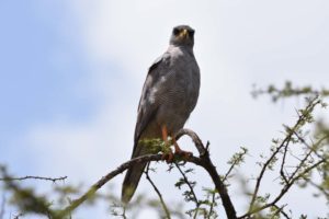 another new bird for us - the eastern chanting goshawk