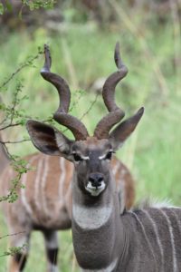 a beautiful lesser kudu male checks us out before he continues to eat