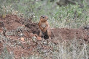 a cute striped ground squirrel checking the environment for danger from the safety of his hole